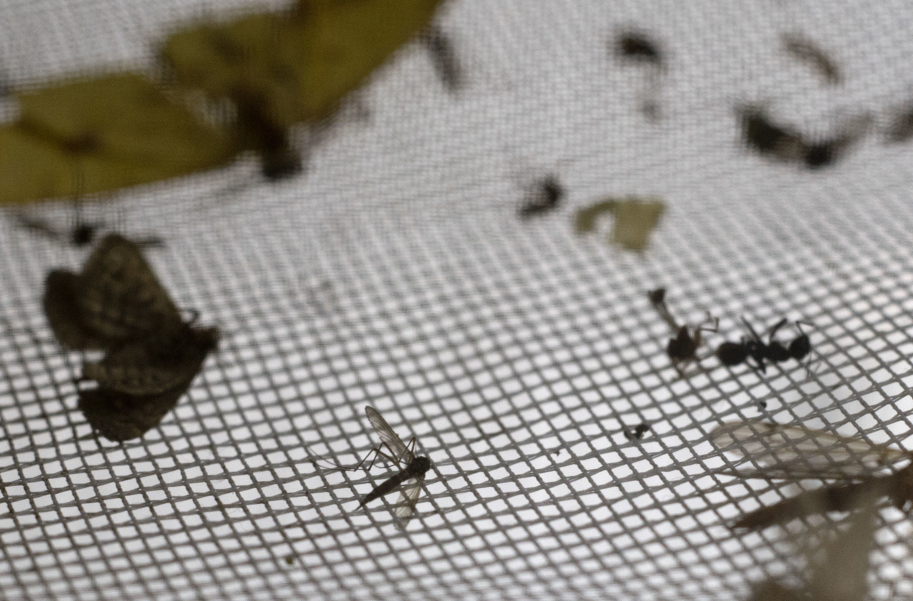 Public health mosquito traps